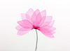 Pink Lotus Bloom #15
