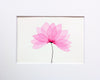 Pink Lotus Bloom #15